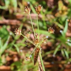 Luzula densiflora (Dense Wood-rush) at Wodonga, VIC - 6 Sep 2023 by KylieWaldon