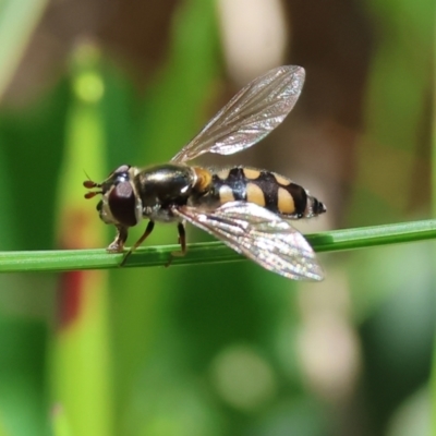 Simosyrphus grandicornis at Wodonga, VIC - 6 Sep 2023 by KylieWaldon