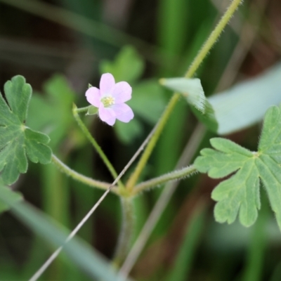 Geranium solanderi var. solanderi (Native Geranium) at Wodonga, VIC - 6 Sep 2023 by KylieWaldon