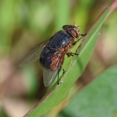 Unidentified True fly (Diptera) at Wodonga, VIC - 6 Sep 2023 by KylieWaldon