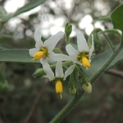 Solanum chenopodioides (Whitetip Nightshade) at Paddys River, ACT - 26 Mar 2023 by MichaelBedingfield