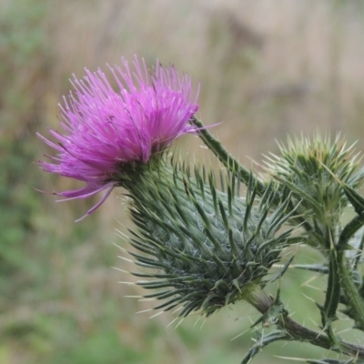 Cirsium vulgare (Spear Thistle) at Tuggeranong, ACT - 26 Mar 2023 by MichaelBedingfield