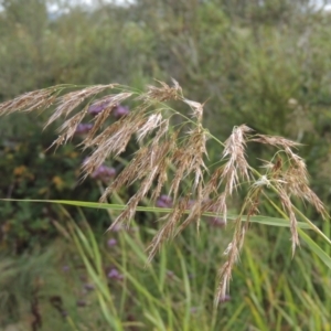 Phragmites australis at Tuggeranong, ACT - 26 Mar 2023