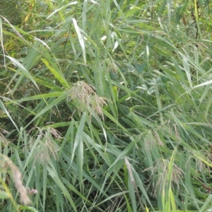 Phragmites australis at Tuggeranong, ACT - 26 Mar 2023