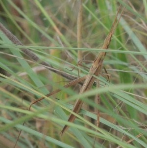 Acrida conica at Tuggeranong, ACT - 26 Mar 2023