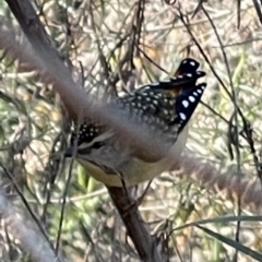 Pardalotus punctatus (Spotted Pardalote) at Mount Majura - 6 Sep 2023 by Louisab