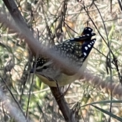 Pardalotus punctatus (Spotted Pardalote) at Hackett, ACT - 6 Sep 2023 by Louisab