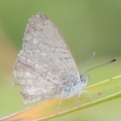 Zizina otis (Common Grass-Blue) at Tuggeranong, ACT - 26 Mar 2023 by michaelb