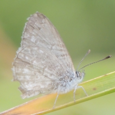 Zizina otis (Common Grass-Blue) at Tuggeranong, ACT - 26 Mar 2023 by michaelb