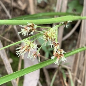 Luzula densiflora at Canberra Central, ACT - 27 Aug 2023