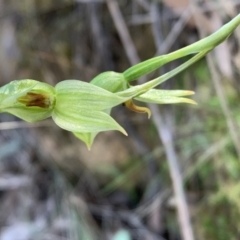 Bunochilus umbrinus (ACT) = Pterostylis umbrina (NSW) (Broad-sepaled Leafy Greenhood) at Canberra Central, ACT by BronClarke