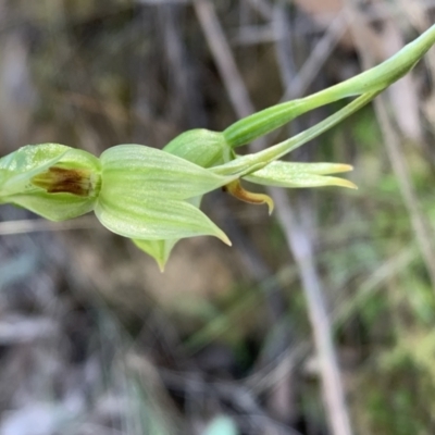 Bunochilus umbrinus (ACT) = Pterostylis umbrina (NSW) (Broad-sepaled Leafy Greenhood) at Canberra Central, ACT by BronClarke