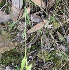 Bunochilus umbrinus at suppressed - 6 Sep 2023