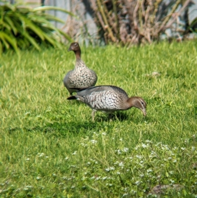 Chenonetta jubata (Australian Wood Duck) at North Albury, NSW - 4 Sep 2023 by Darcy