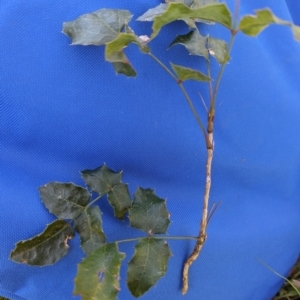 Berberis aquifolium at Belconnen, ACT - 7 Sep 2023 09:43 AM