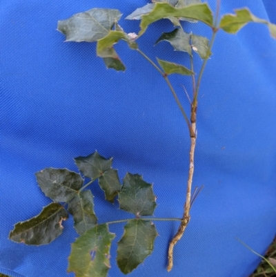 Berberis aquifolium (Oregon Grape) at Belconnen, ACT - 6 Sep 2023 by CattleDog