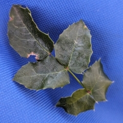 Berberis aquifolium at Belconnen, ACT - 7 Sep 2023 09:43 AM