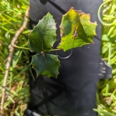 Berberis aquifolium at Belconnen, ACT - 7 Sep 2023 09:43 AM