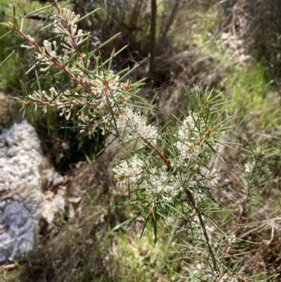 Hakea decurrens subsp. decurrens (Bushy Needlewood) at Bruce, ACT - 7 Sep 2023 by lyndallh