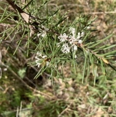 Hakea decurrens subsp. decurrens at Bruce, ACT - 7 Sep 2023