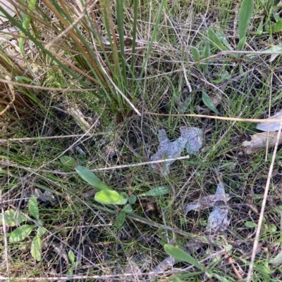 Juncus remotiflorus (A Rush) at Flea Bog Flat, Bruce - 7 Sep 2023 by lyndallh