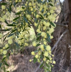 Acacia howittii at Bruce, ACT - 7 Sep 2023 12:28 PM