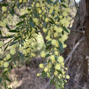 Acacia howittii at Bruce, ACT - 7 Sep 2023 12:28 PM