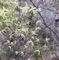 Clematis leptophylla (Small-leaf Clematis, Old Man's Beard) at Bruce Ridge to Gossan Hill - 5 Sep 2023 by lyndallh