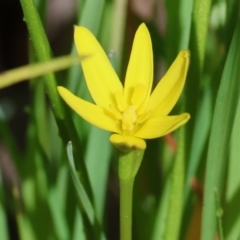 Pauridia vaginata (Yellow Star) at Wodonga, VIC - 6 Sep 2023 by KylieWaldon