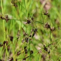 Schoenus apogon (Common Bog Sedge) at Wodonga, VIC - 6 Sep 2023 by KylieWaldon