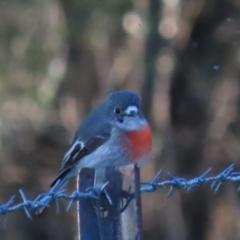 Petroica boodang at Denman Prospect, ACT - 24 Jun 2023 03:56 PM