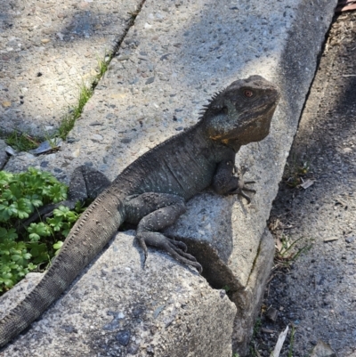 Intellagama lesueurii howittii (Gippsland Water Dragon) at Acton, ACT - 7 Sep 2023 by AaronClausen