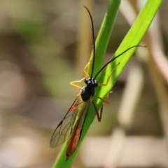 Ichneumonoidea sp. (Superfamily) at Wodonga, VIC - 6 Sep 2023 by KylieWaldon