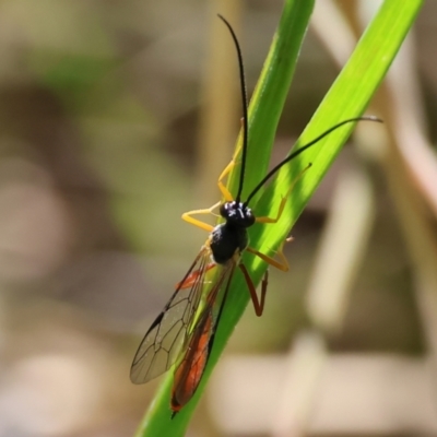 Heteropelma scaposum (Two-toned caterpillar parasite wasp) at Wodonga, VIC - 6 Sep 2023 by KylieWaldon