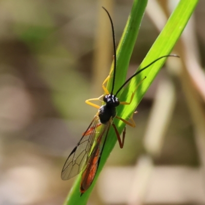 Ichneumonoidea sp. (Superfamily) at Wodonga, VIC - 6 Sep 2023 by KylieWaldon