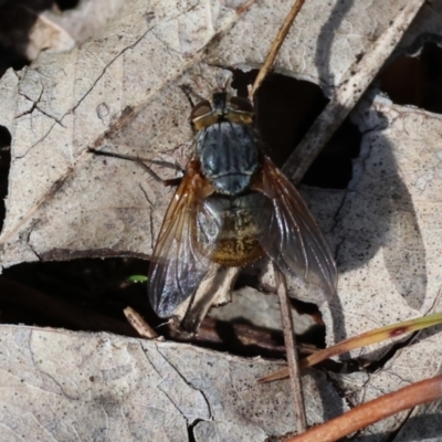 Unidentified True fly (Diptera) at Wodonga, VIC - 6 Sep 2023 by KylieWaldon