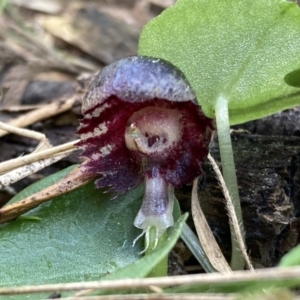 Corybas diemenicus at Talmalmo, NSW - 28 Aug 2023