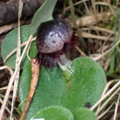 Corybas diemenicus at Talmalmo, NSW - 28 Aug 2023