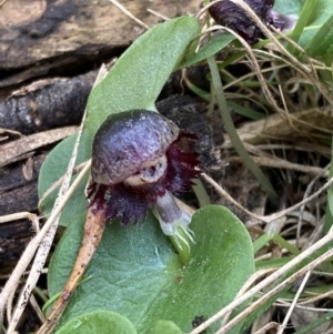 Corybas diemenicus at Talmalmo, NSW - 28 Aug 2023