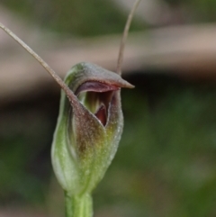 Pterostylis pedunculata (Maroonhood) at Talmalmo, NSW - 28 Aug 2023 by AnneG1