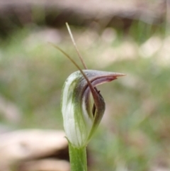 Pterostylis pedunculata at Talmalmo, NSW - 28 Aug 2023