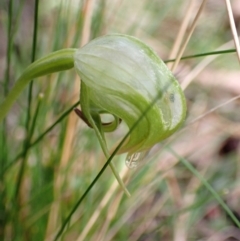 Pterostylis nutans (Nodding Greenhood) at Talmalmo, NSW - 28 Aug 2023 by AnneG1