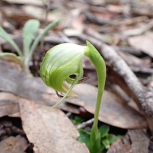 Pterostylis nutans at Talmalmo, NSW - 28 Aug 2023