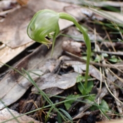 Pterostylis nutans at Talmalmo, NSW - 28 Aug 2023