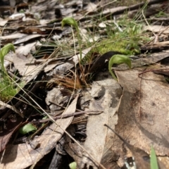 Pterostylis nutans at Talmalmo, NSW - 28 Aug 2023