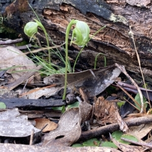 Pterostylis nutans at Talmalmo, NSW - 28 Aug 2023