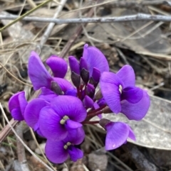 Hardenbergia violacea (False Sarsaparilla) at Talmalmo, NSW - 28 Aug 2023 by AnneG1