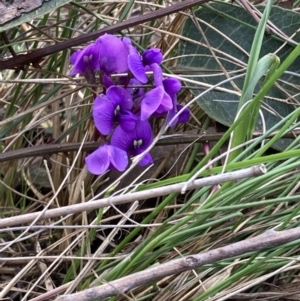 Hardenbergia violacea at Talmalmo, NSW - 28 Aug 2023