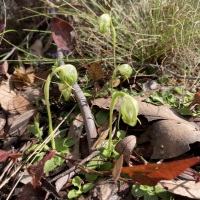 Pterostylis nutans (Nodding Greenhood) at Woomargama National Park - 28 Aug 2023 by AnneG1