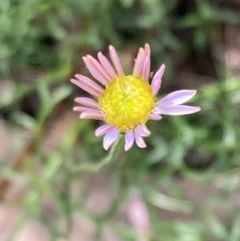 Brachyscome multifida (Cut-leaf Daisy) at Woomargama, NSW - 28 Aug 2023 by AnneG1